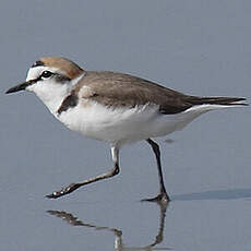 Kentish Plover