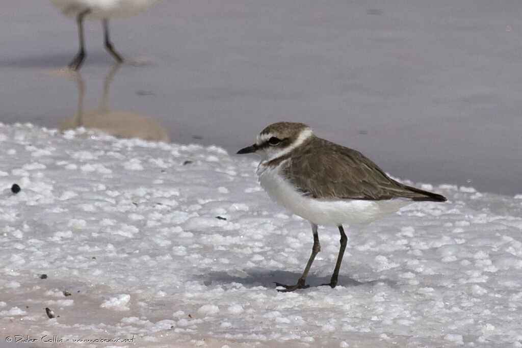 Kentish Plover, identification