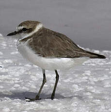 Kentish Plover