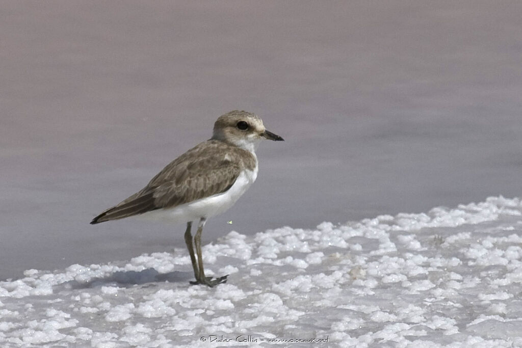 Kentish Plover