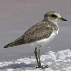 Kentish Plover