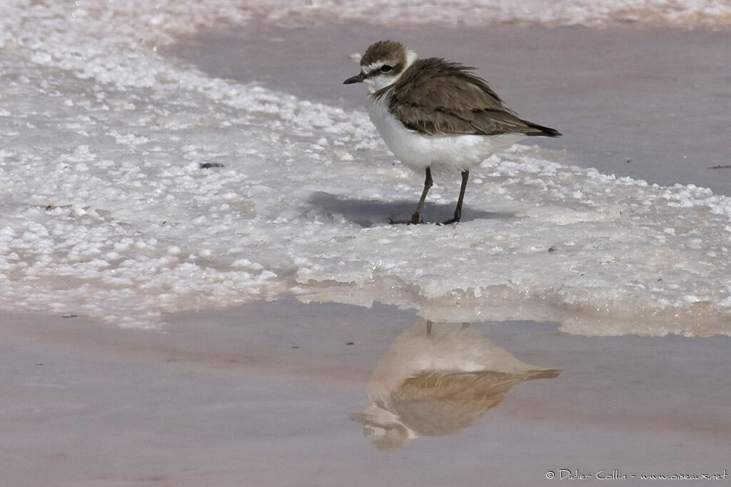 Kentish Plover