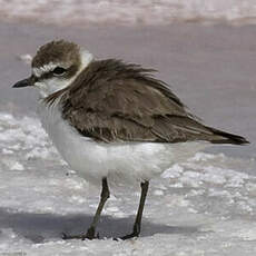 Kentish Plover