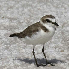 Kentish Plover