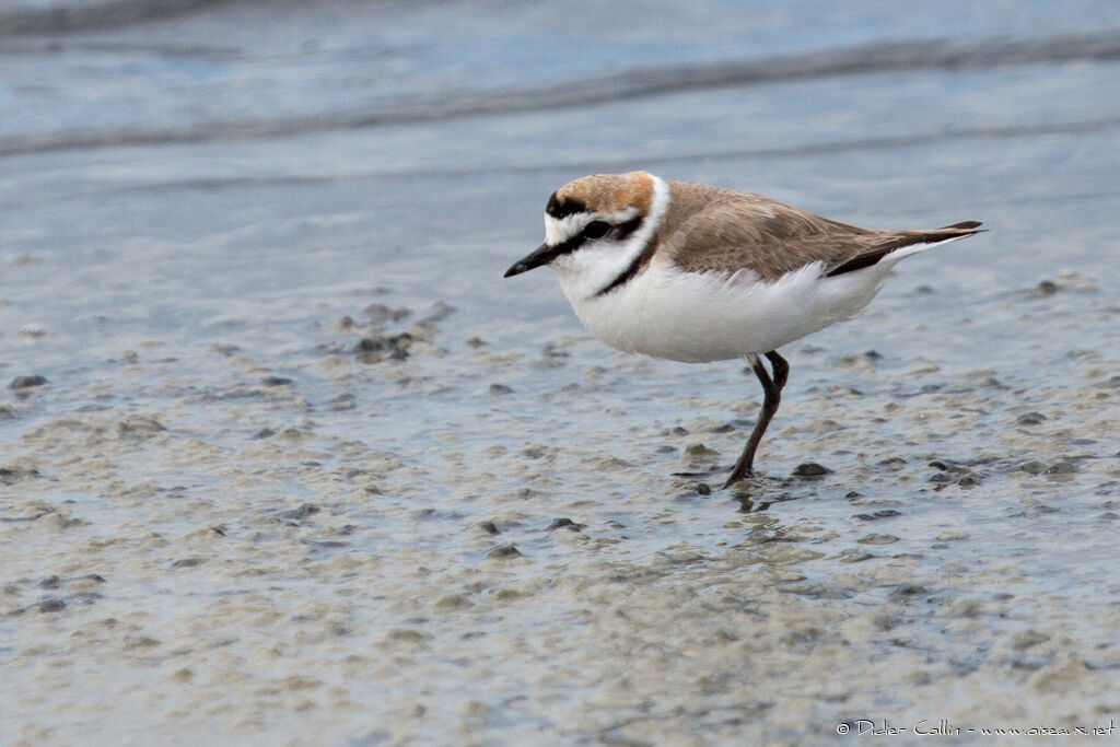 Kentish Plover male adult breeding, identification