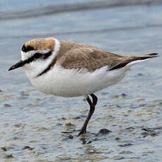 Kentish Plover