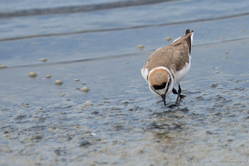 Kentish Plover male adult breeding, eats