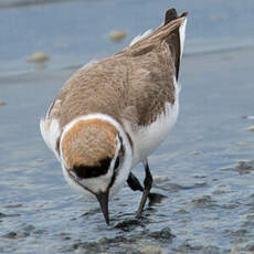 Kentish Plover