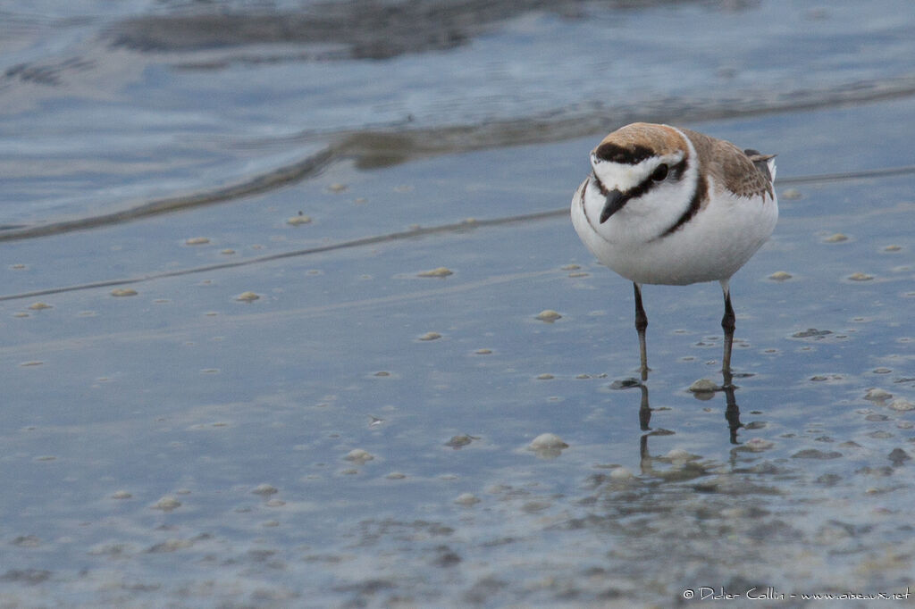 Kentish Ploveradult breeding, identification