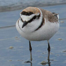 Kentish Plover