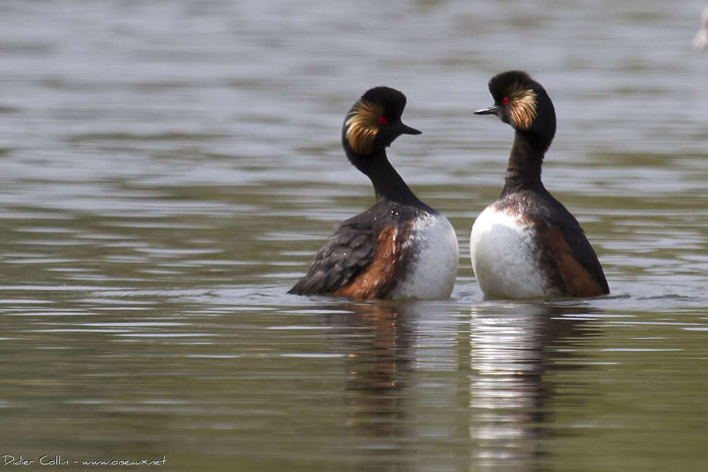 Black-necked Grebeadult breeding, courting display