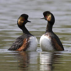 Black-necked Grebe