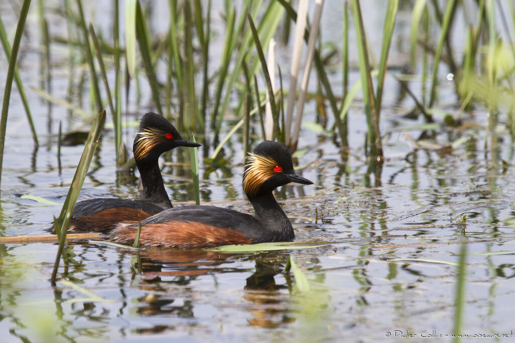 Black-necked Grebeadult