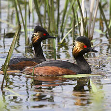 Black-necked Grebe