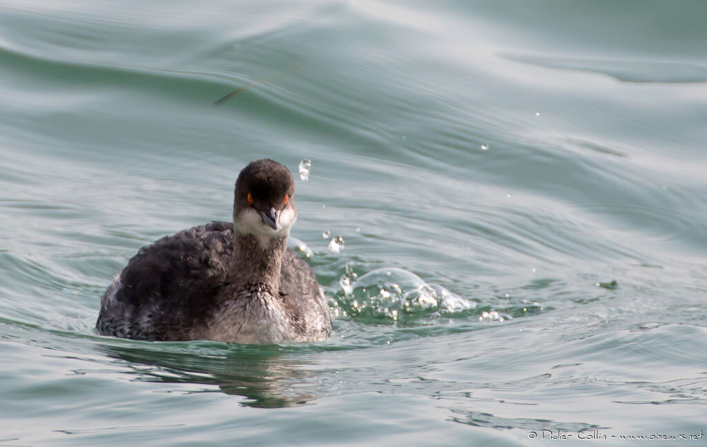 Black-necked Grebeadult post breeding, identification