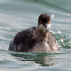 Black-necked Grebe