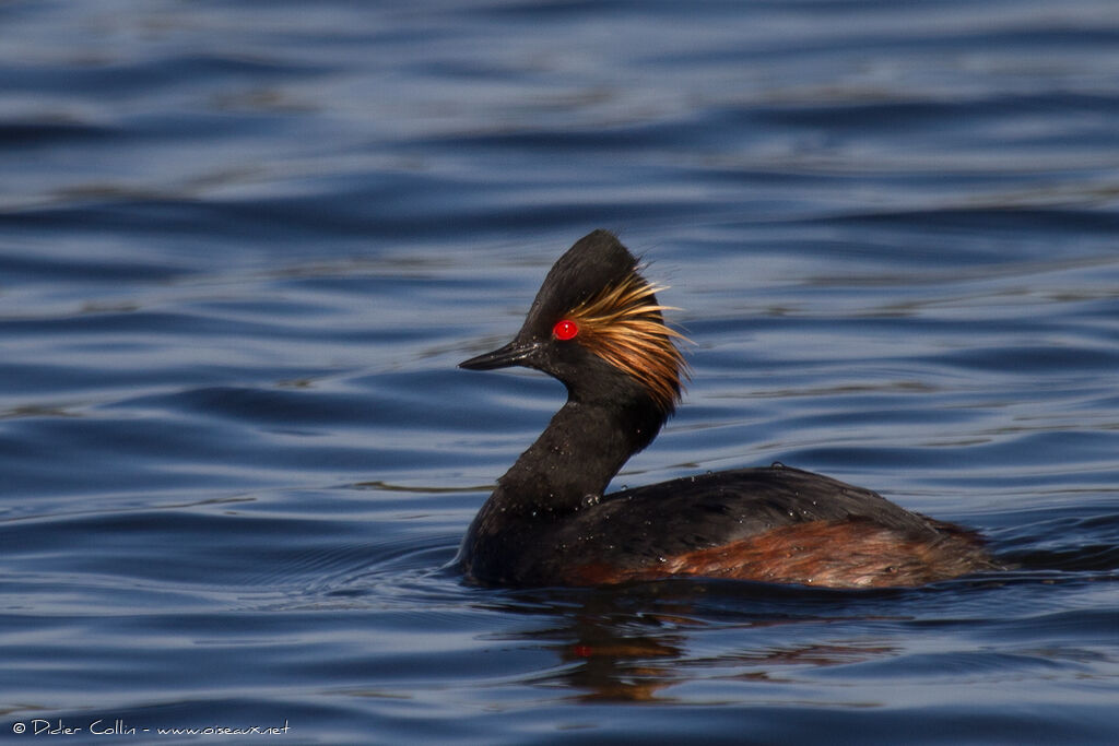 Black-necked Grebeadult