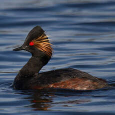 Black-necked Grebe