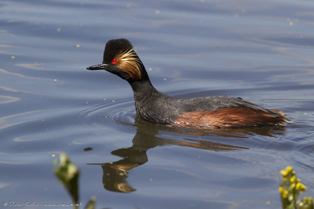 Black-necked Grebe