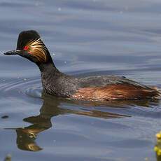 Black-necked Grebe