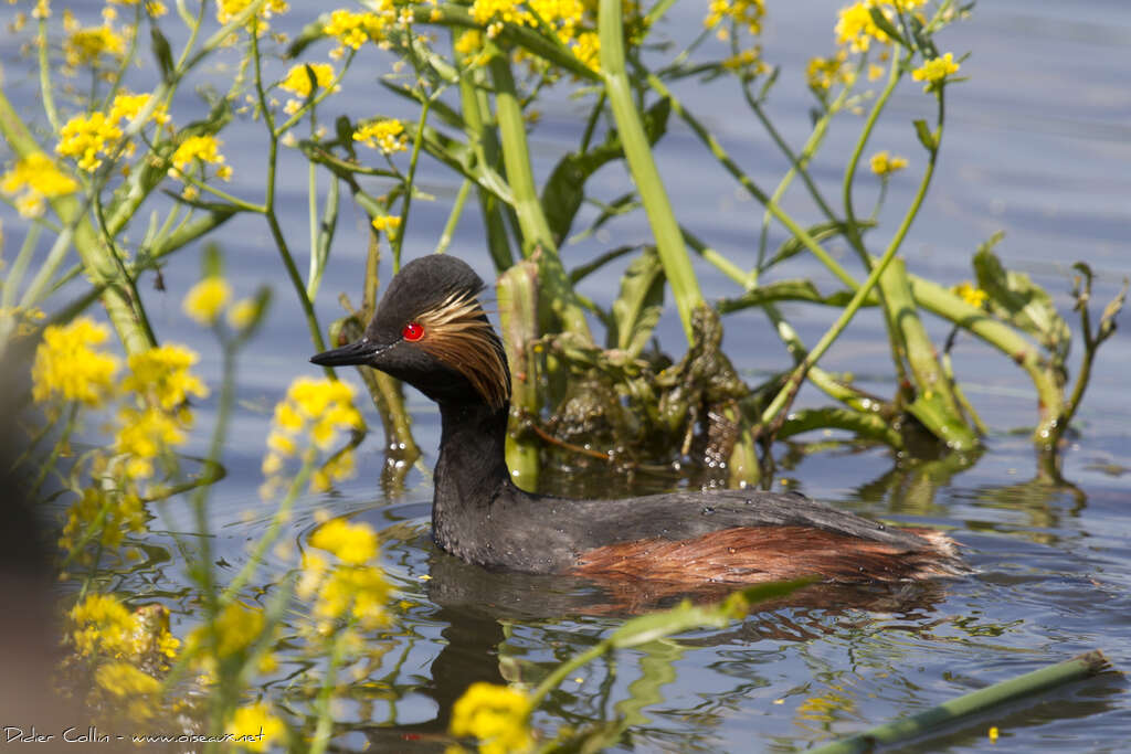 Grèbe à cou noiradulte nuptial, habitat