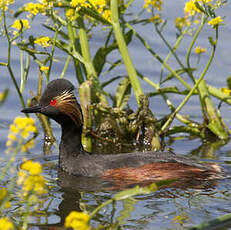 Black-necked Grebe