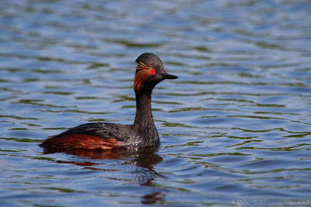 Grèbe à cou noiradulte, identification