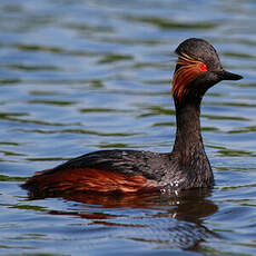 Black-necked Grebe