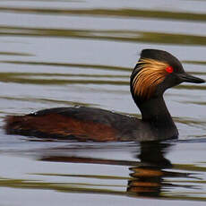 Black-necked Grebe