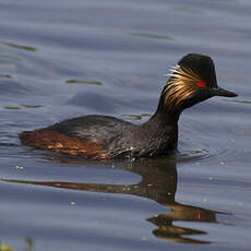 Black-necked Grebe