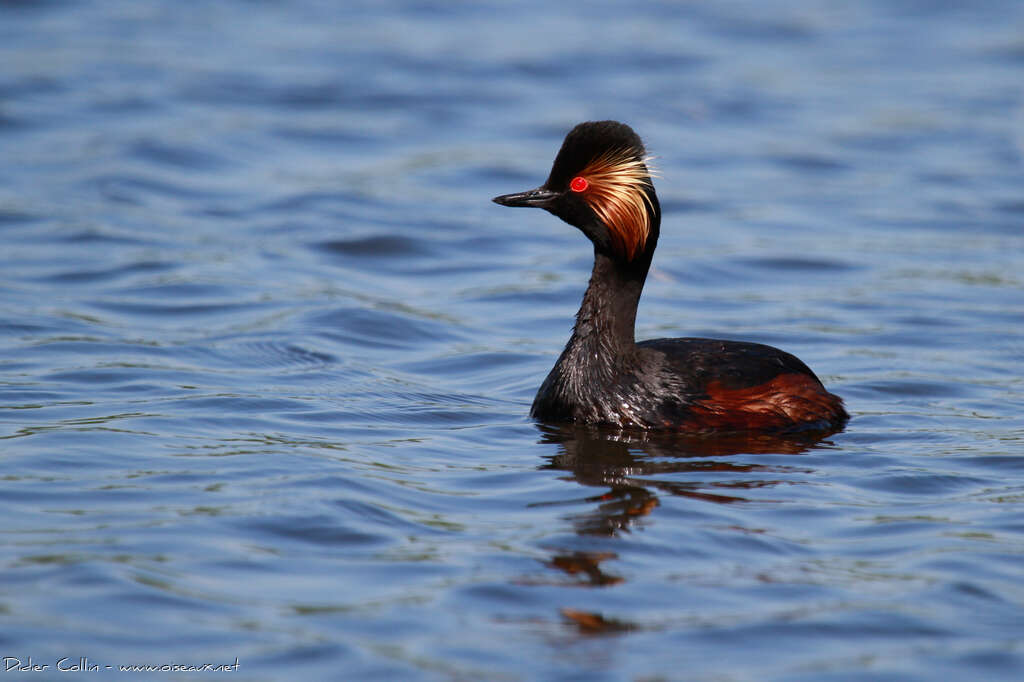 Black-necked Grebeadult breeding, identification, swimming