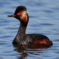 Black-necked Grebe