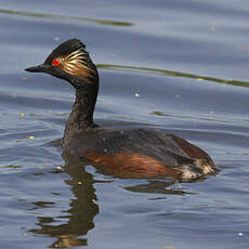 Black-necked Grebe