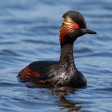 Black-necked Grebe