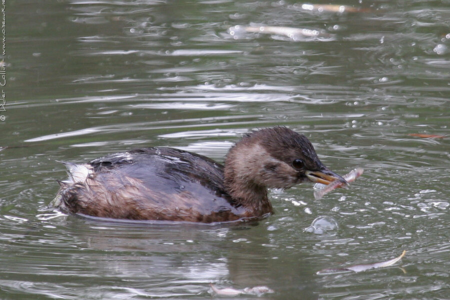 Little Grebe