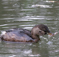 Little Grebe