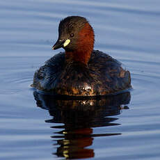 Little Grebe