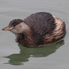 Little Grebe