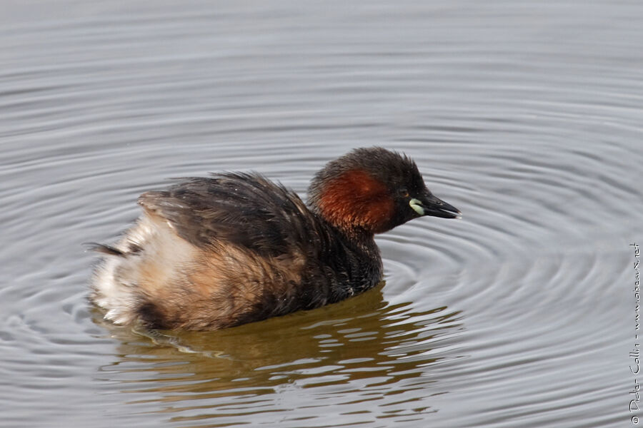 Little Grebe, identification