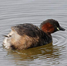 Little Grebe