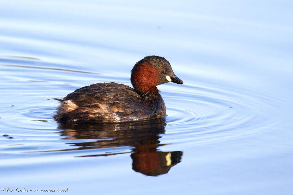 Little Grebeadult breeding, identification