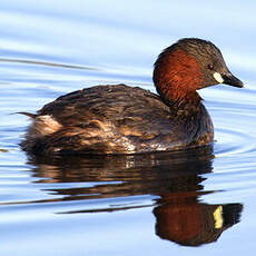 Little Grebe