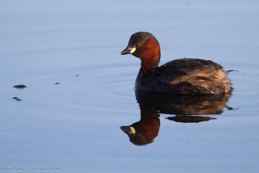 Little Grebeadult breeding, identification