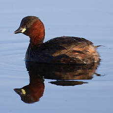 Little Grebe