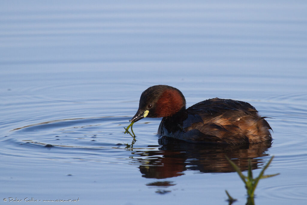 Little Grebeadult, eats