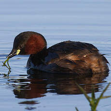 Little Grebe