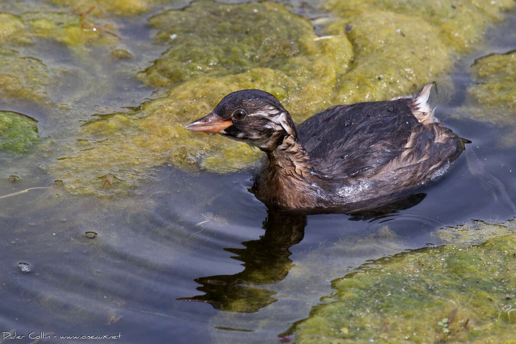 Little Grebejuvenile, identification