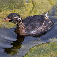 Little Grebe