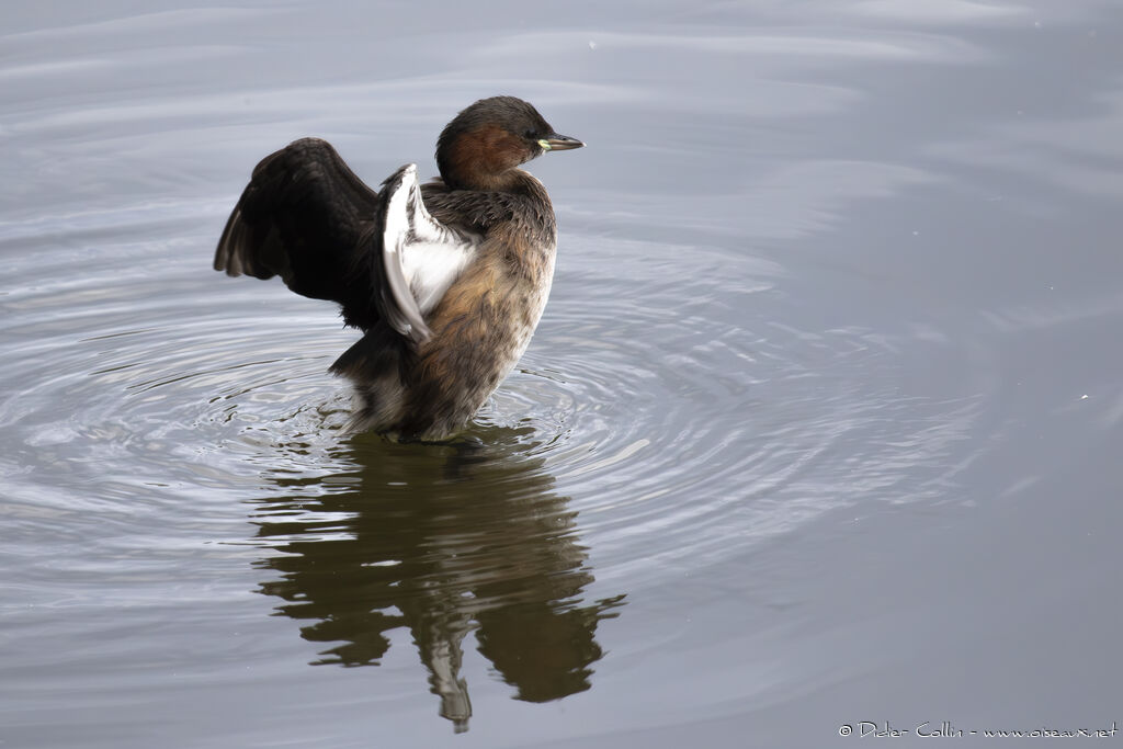 Little Grebeadult breeding, Behaviour