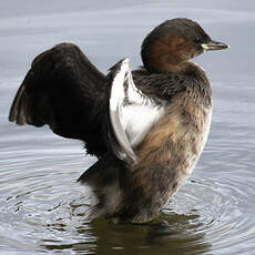 Little Grebe